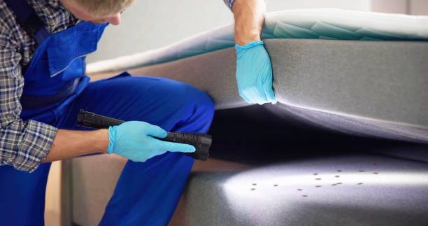 Wasp Removal Services in Lyons, CO
